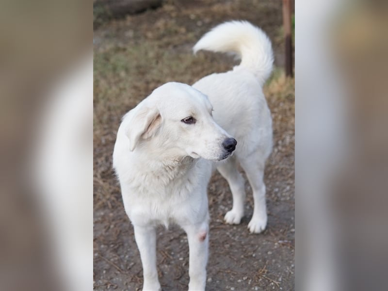 Idallo, geb. ca. 12/2020, lebt in GRIECHENLAND, im städt. Tierheim Serres