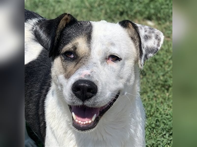 Marisa, geb. ca. 12/2017, lebt in GRIECHENLAND, im städt. Tierheim Serres