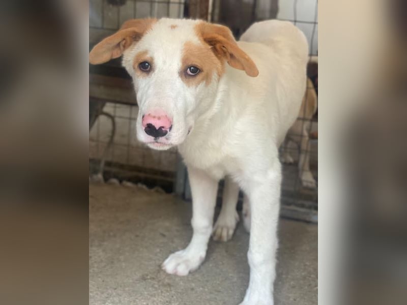 Miko, geb. ca. 02/2025, lebt in GRIECHENLAND, im städt. Tierheim Serres