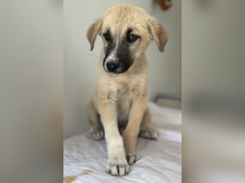 Bohdi, geb. ca. 03/2026, lebt in GRIECHENLAND, im städt. Tierheim Serres
