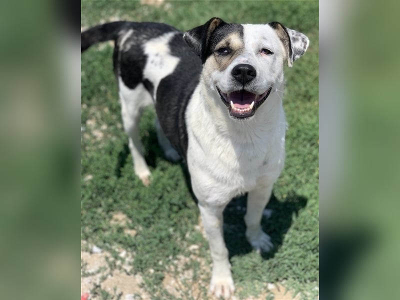 Marisa, geb. ca. 12/2017, lebt in GRIECHENLAND, im städt. Tierheim Serres