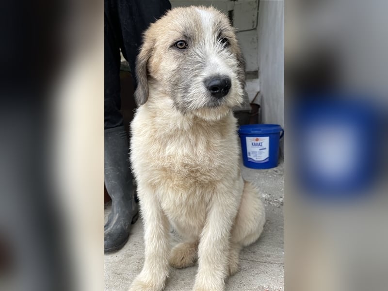 Maylo, geb. ca. 06/2022, lebt in GRIECHENLAND, auf einer privaten Pflegestelle