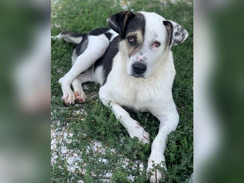 Marisa, geb. ca. 12/2017, lebt in GRIECHENLAND, im städt. Tierheim Serres