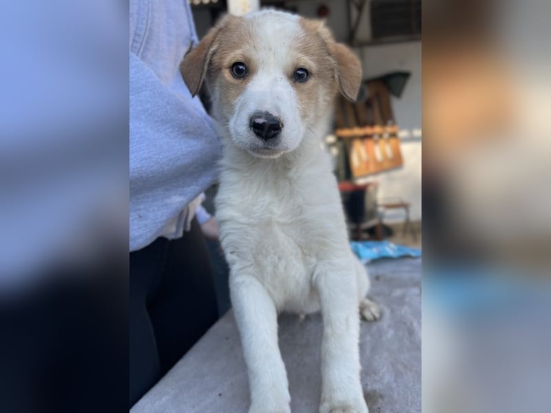 Chico, geb. ca. 10/2024, lebt in GRIECHENLAND, im städt. Tierheim Serres