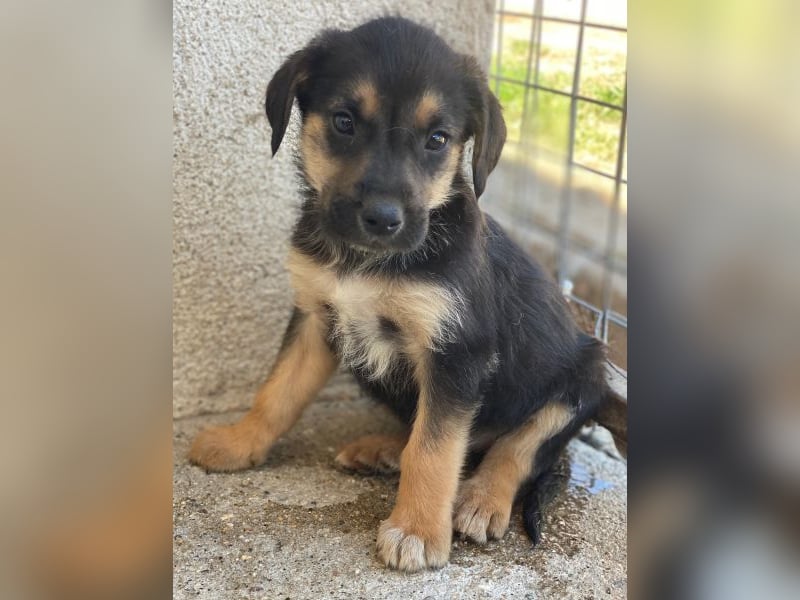 Kenai, geb. ca. 02/2026, lebt in GRIECHENLAND, im städt. Tierheim Serres