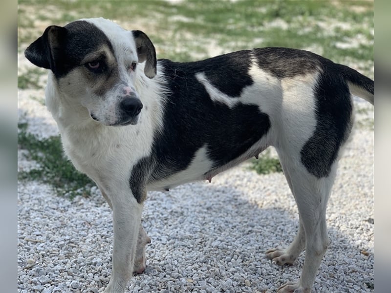 Marisa, geb. ca. 12/2017, lebt in GRIECHENLAND, im städt. Tierheim Serres