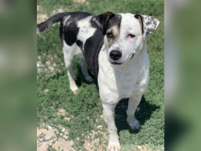 Marisa, geb. ca. 12/2017, lebt in GRIECHENLAND, im städt. Tierheim Serres