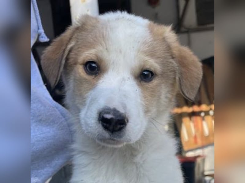 Chico, geb. ca. 10/2024, lebt in GRIECHENLAND, im städt. Tierheim Serres