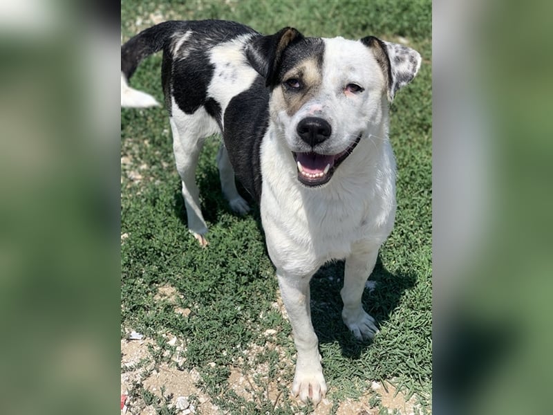 Marisa, geb. ca. 12/2017, lebt in GRIECHENLAND, im städt. Tierheim Serres