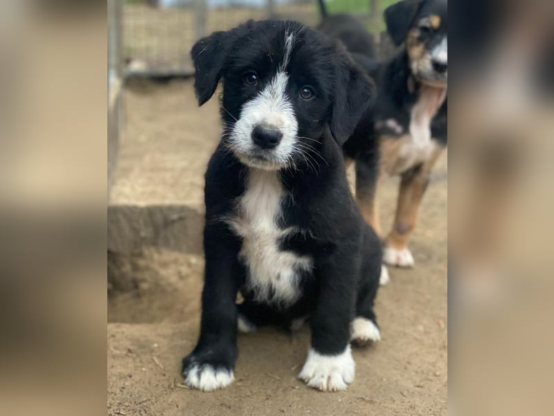 Kasimir, geb. ca. 09/2025, lebt in GRIECHENLAND, auf einer privaten Pflegestelle