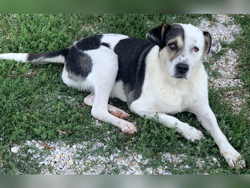 Marisa, geb. ca. 12/2017, lebt in GRIECHENLAND, im städt. Tierheim Serres