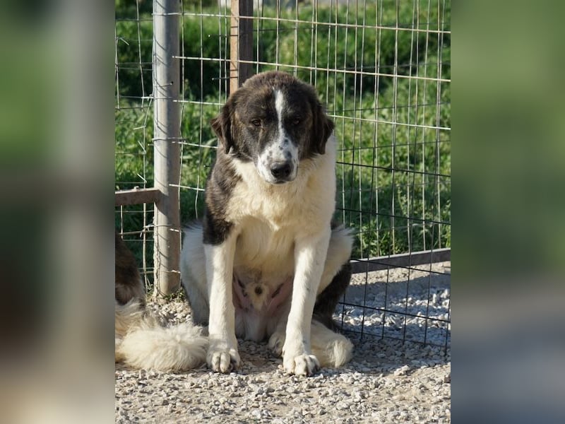 Yari, geb. ca. 05/2025, lebt in GRIECHENLAND, im städt. Tierheim Serres