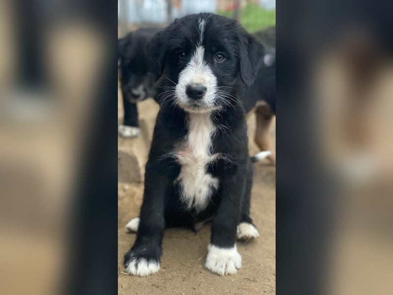 Kasimir, geb. ca. 09/2025, lebt in GRIECHENLAND, auf einer privaten Pflegestelle