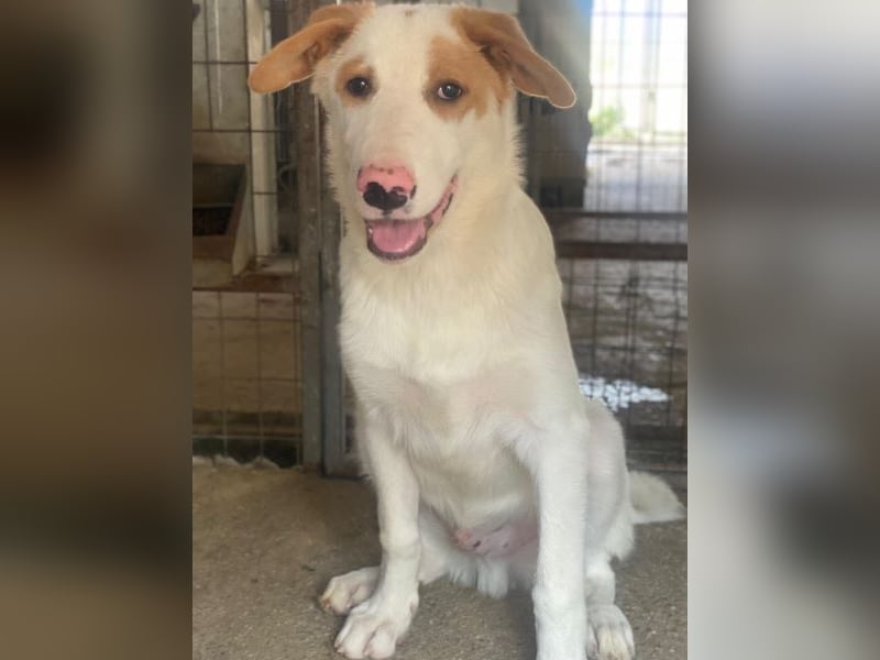 Miko, geb. ca. 02/2025, lebt in GRIECHENLAND, im städt. Tierheim Serres