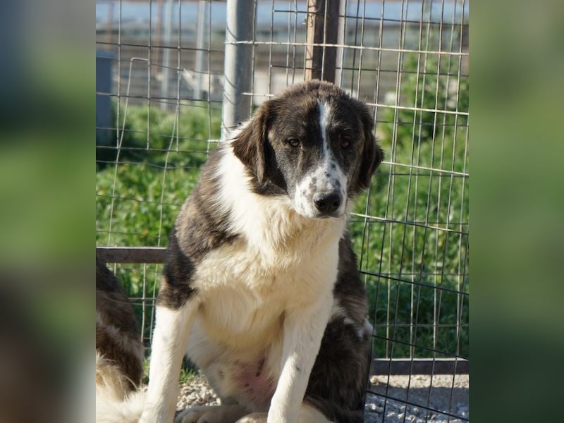 Yari, geb. ca. 05/2025, lebt in GRIECHENLAND, im städt. Tierheim Serres