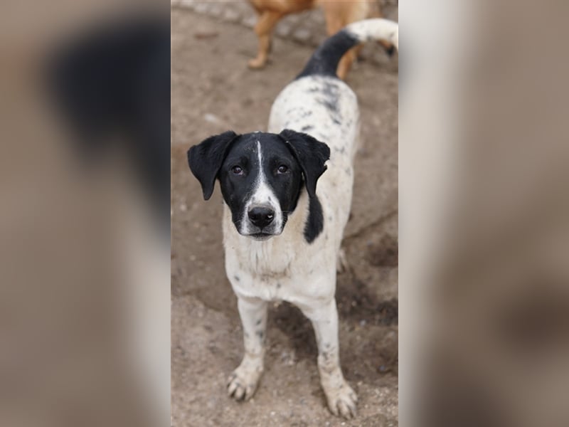 Foyala, geb. ca. 06/2022, lebt in GRIECHENLAND, auf einer privaten Pflegestelle