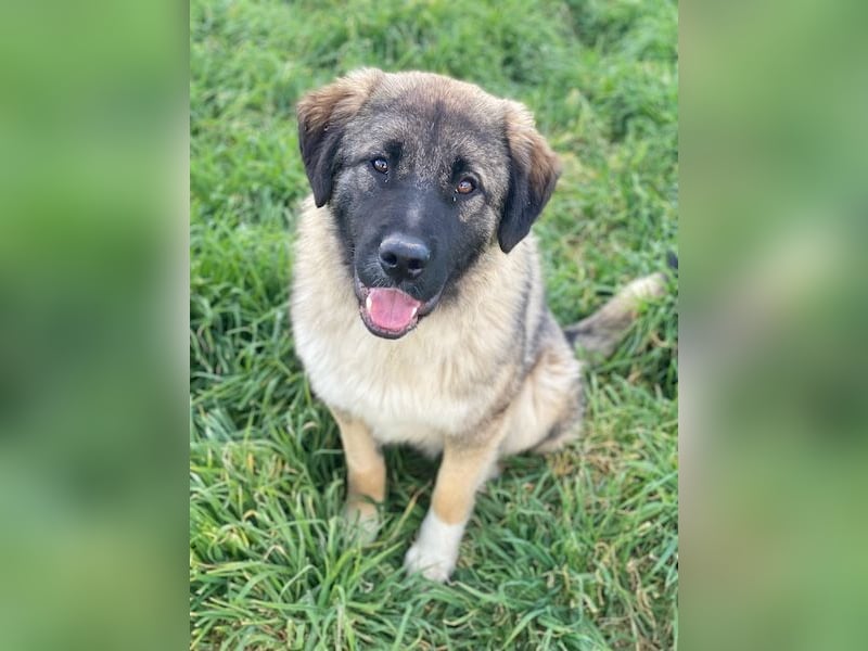 Moglito, geb. ca. 03/2025, lebt in GRIECHENLAND, im städt. Tierheim Serres