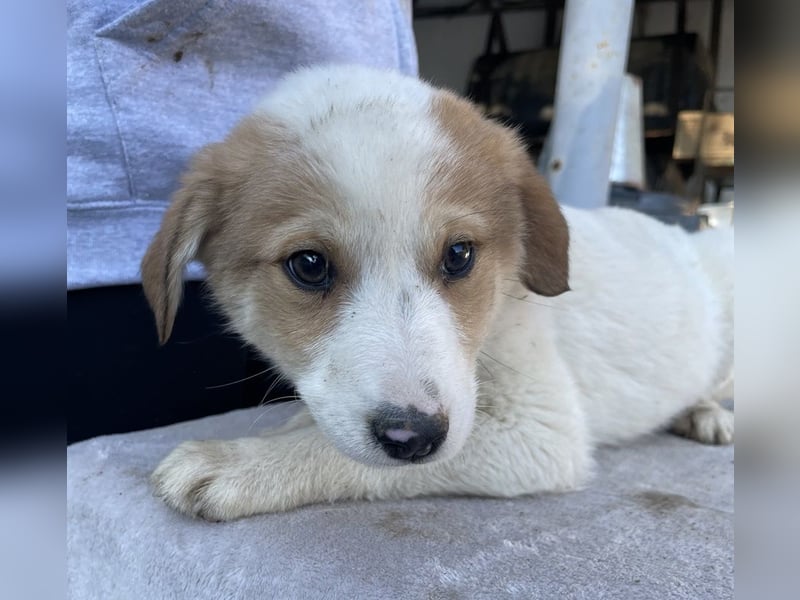 Chico, geb. ca. 10/2024, lebt in GRIECHENLAND, im städt. Tierheim Serres