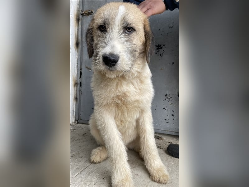 Maylo, geb. ca. 06/2022, lebt in GRIECHENLAND, auf einer privaten Pflegestelle