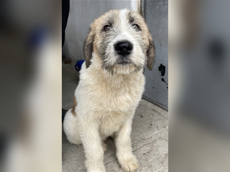 Maylo, geb. ca. 06/2022, lebt in GRIECHENLAND, auf einer privaten Pflegestelle