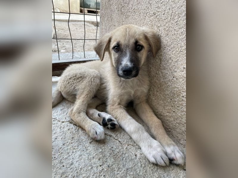 Bohdi, geb. ca. 03/2026, lebt in GRIECHENLAND, im städt. Tierheim Serres