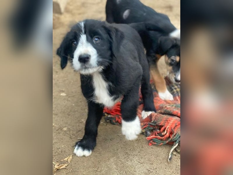 Kasimir, geb. ca. 09/2025, lebt in GRIECHENLAND, auf einer privaten Pflegestelle