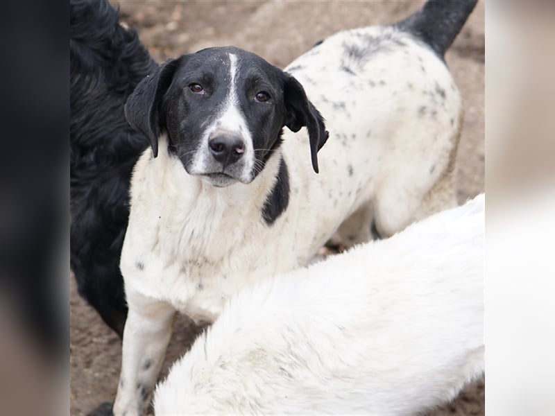 Foyala, geb. ca. 06/2022, lebt in GRIECHENLAND, auf einer privaten Pflegestelle