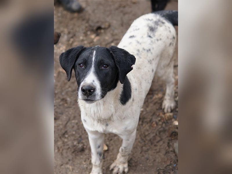 Foyala, geb. ca. 06/2022, lebt in GRIECHENLAND, auf einer privaten Pflegestelle