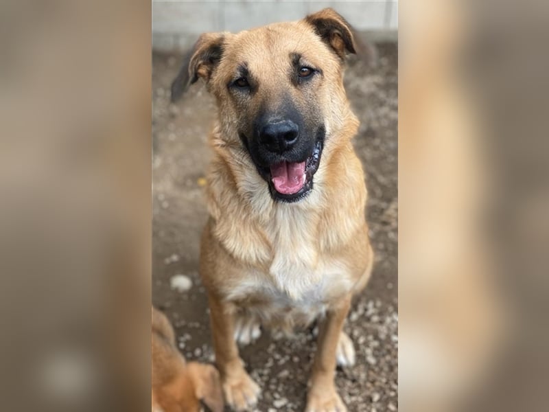 Linn, geb. ca. 05/2020, lebt in GRIECHENLAND, im städt. Tierheim Serres