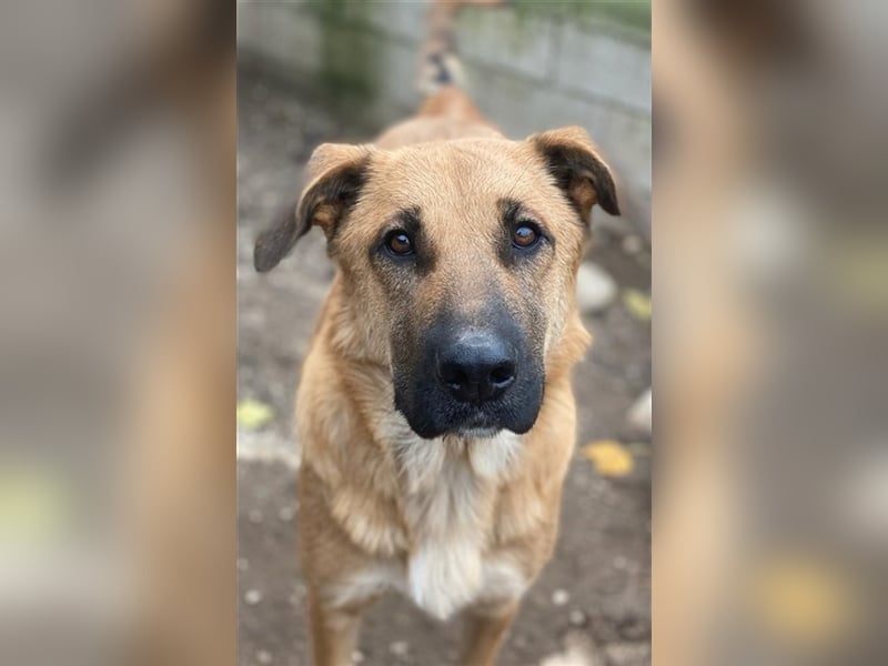 Linn, geb. ca. 05/2020, lebt in GRIECHENLAND, im städt. Tierheim Serres