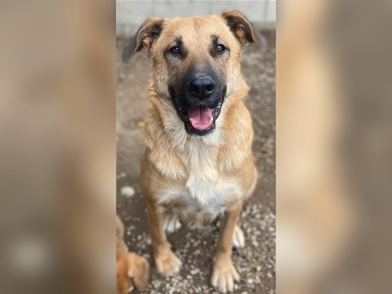 Linn, geb. ca. 05/2020, lebt in GRIECHENLAND, im städt. Tierheim Serres