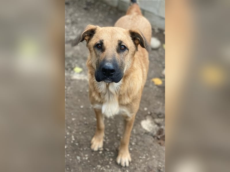 Linn, geb. ca. 05/2020, lebt in GRIECHENLAND, im städt. Tierheim Serres