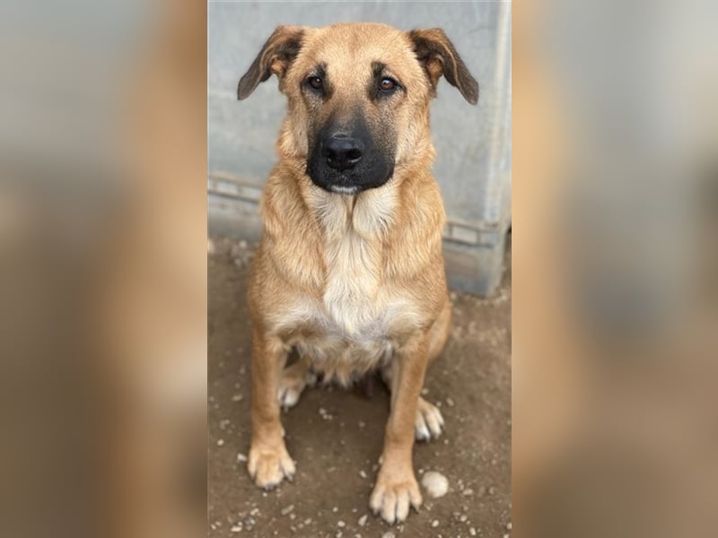 Linn, geb. ca. 05/2020, lebt in GRIECHENLAND, im städt. Tierheim Serres