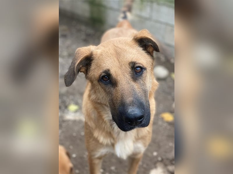 Linn, geb. ca. 05/2020, lebt in GRIECHENLAND, im städt. Tierheim Serres