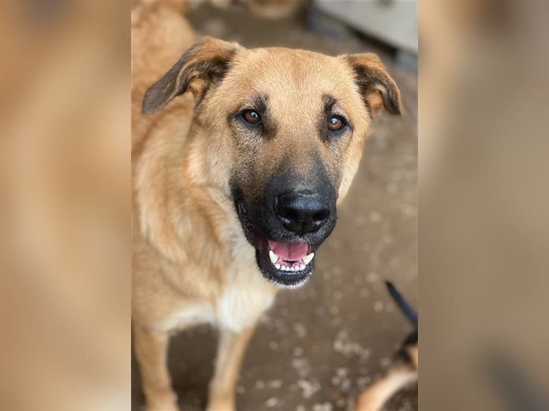 Linn, geb. ca. 05/2020, lebt in GRIECHENLAND, im städt. Tierheim Serres