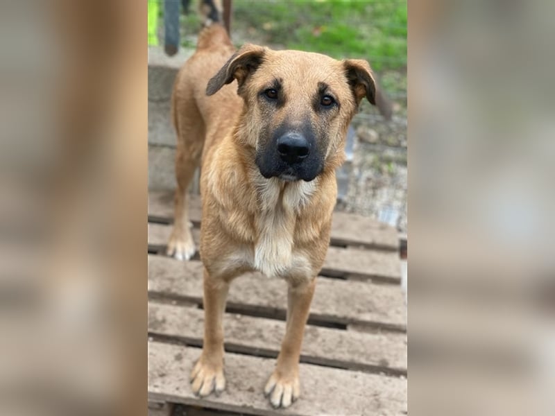 Linn, geb. ca. 05/2020, lebt in GRIECHENLAND, im städt. Tierheim Serres