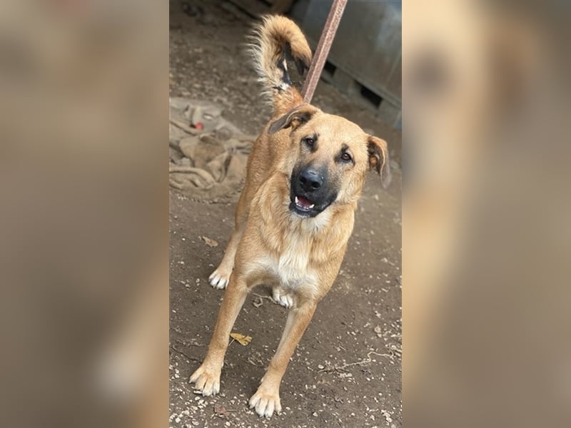 Linn, geb. ca. 05/2020, lebt in GRIECHENLAND, im städt. Tierheim Serres