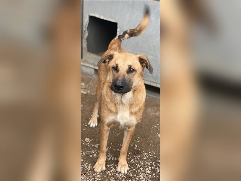 Linn, geb. ca. 05/2020, lebt in GRIECHENLAND, im städt. Tierheim Serres