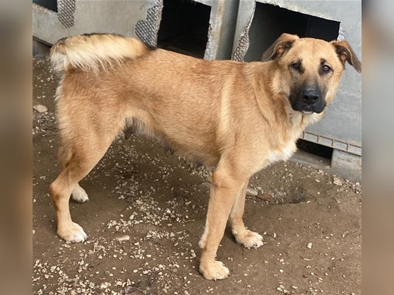 Linn, geb. ca. 05/2020, lebt in GRIECHENLAND, im städt. Tierheim Serres
