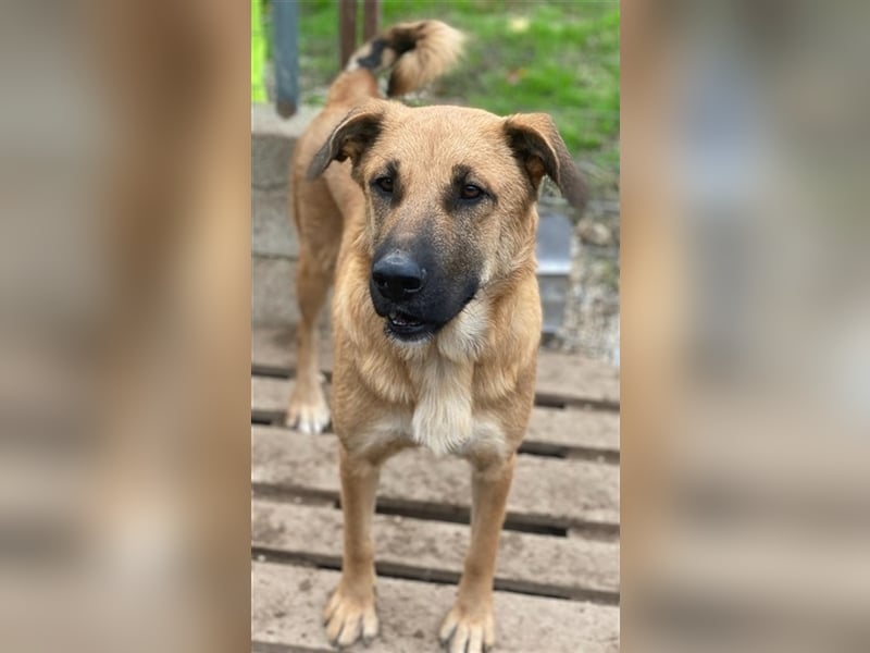 Linn, geb. ca. 05/2020, lebt in GRIECHENLAND, im städt. Tierheim Serres