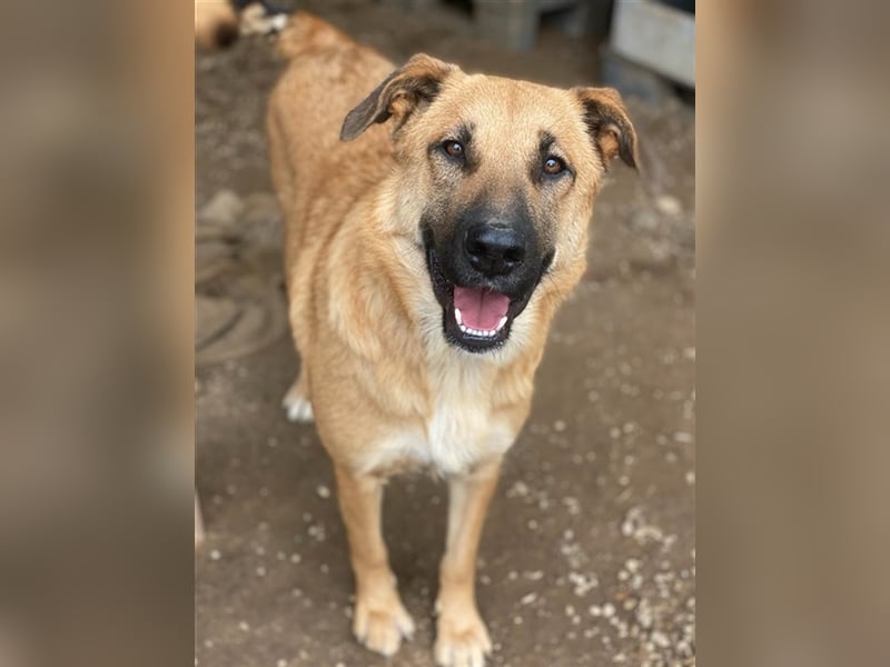 Linn, geb. ca. 05/2020, lebt in GRIECHENLAND, im städt. Tierheim Serres