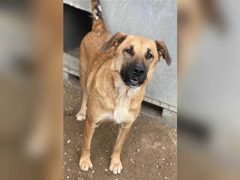 Linn, geb. ca. 05/2020, lebt in GRIECHENLAND, im städt. Tierheim Serres