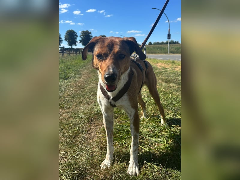 Hilfe: Kaleo soll keine Treppen mehr laufen