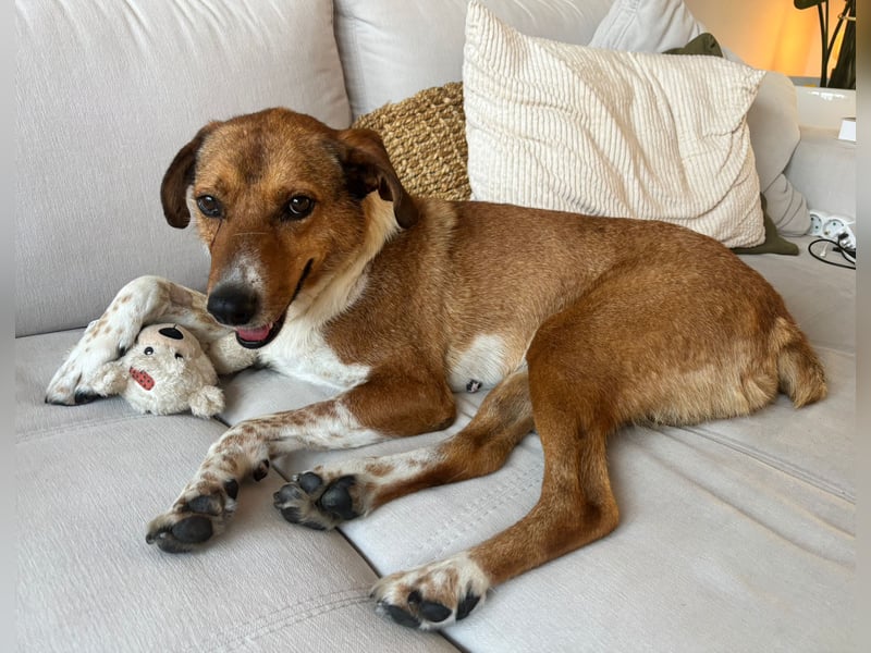 Hilfe: Kaleo soll keine Treppen mehr laufen