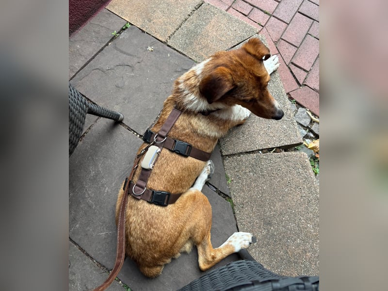 Hilfe: Kaleo soll keine Treppen mehr laufen