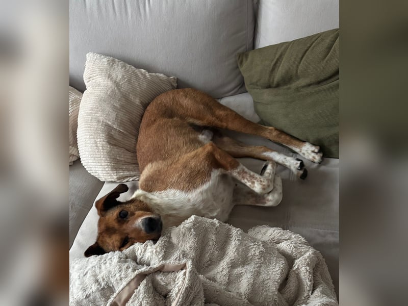 Hilfe: Kaleo soll keine Treppen mehr laufen