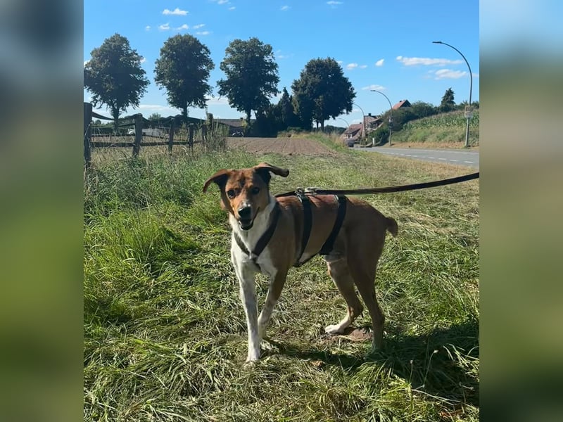 Hilfe: Kaleo soll keine Treppen mehr laufen