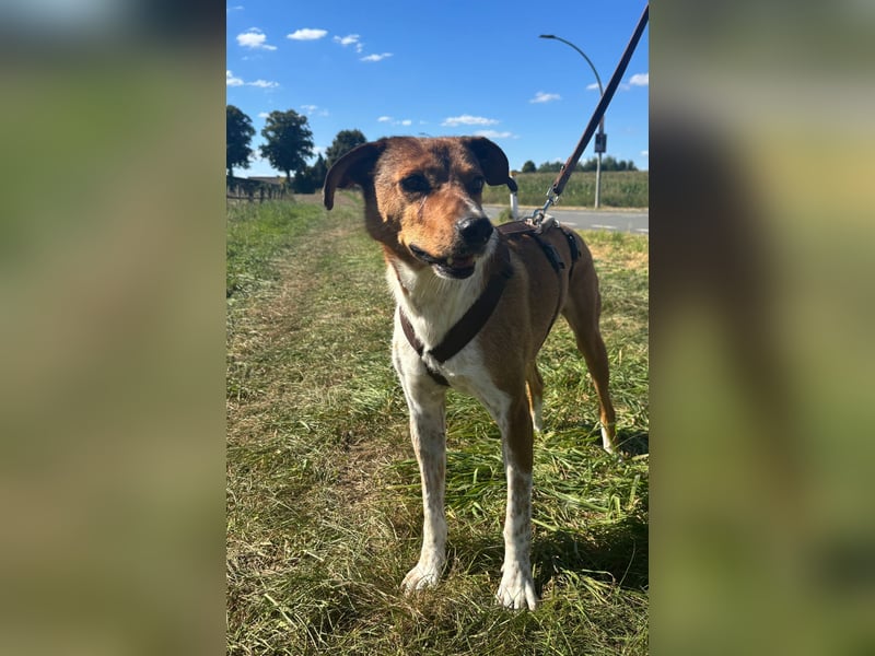 Hilfe: Kaleo soll keine Treppen mehr laufen