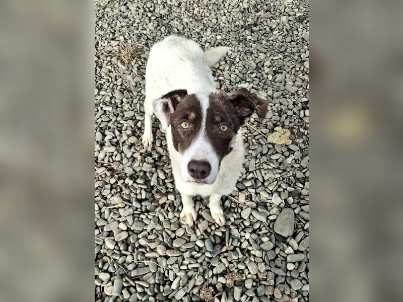 FREEDA - Herzenshündin sucht Familie