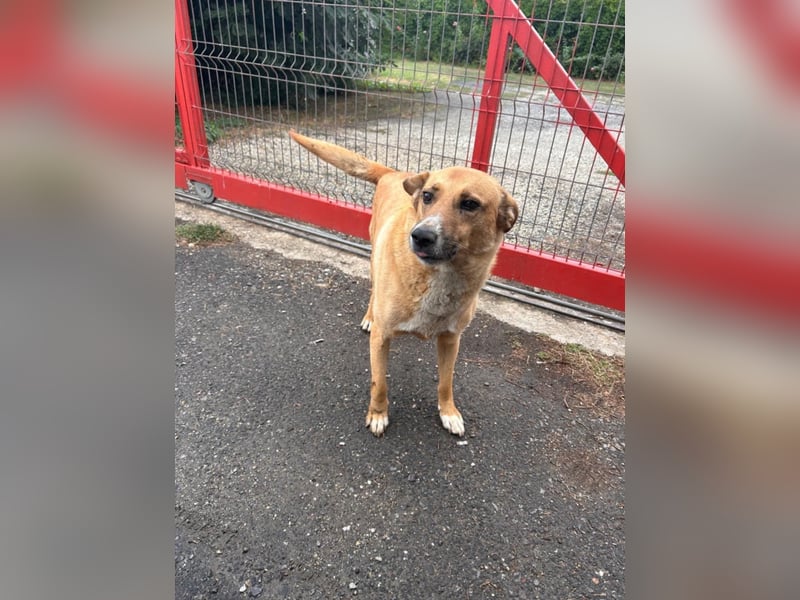 PETER sucht ein liebes Zuhause